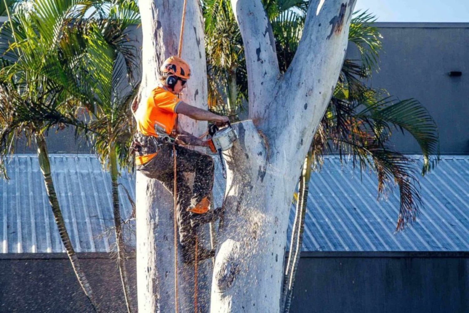 Tree Lopping Geelong - Tree Removal - Stump Grinding